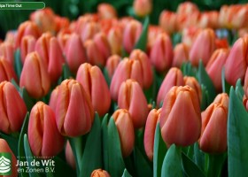 Tulipa Time Out ® (3)
